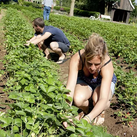 Groot Antink * Groenlo