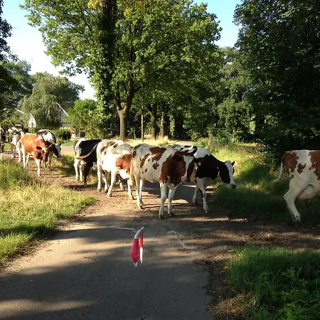 Groot Antink * Groenlo