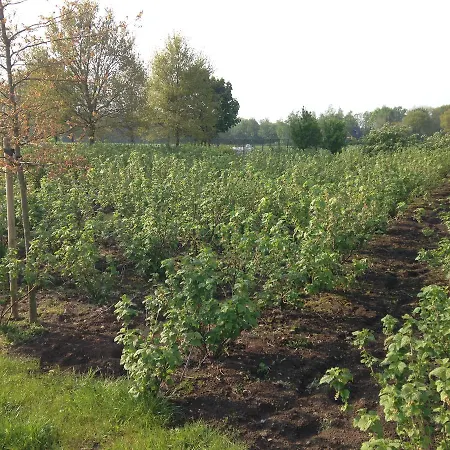 Groot Antink * Groenlo