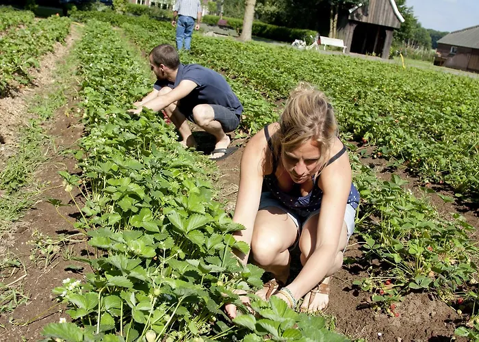 Groot Antink * Groenlo