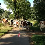 Groot Antink * Groenlo