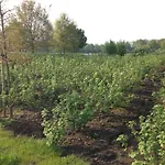 Groot Antink * Groenlo