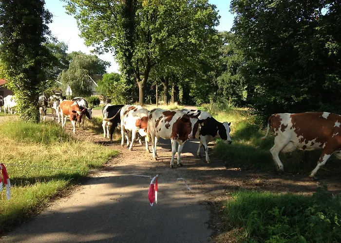 Groot Antink * Groenlo