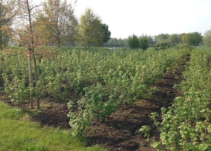 Groot Antink * Groenlo